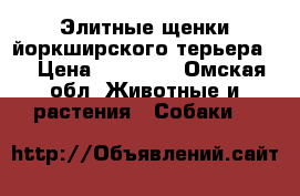 Элитные щенки йоркширского терьера . › Цена ­ 15 000 - Омская обл. Животные и растения » Собаки   